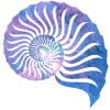Concha Final Nautilus Solo Colores